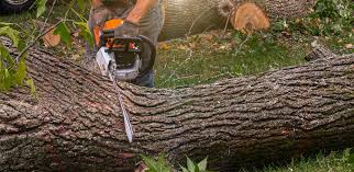 Best Hedge Trimming  in Key Largo, FL