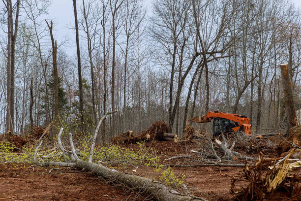 Best Commercial Tree Services  in Key Largo, FL