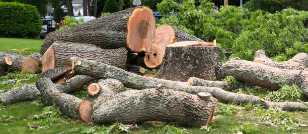 Key Largo, FL Tree Services Company