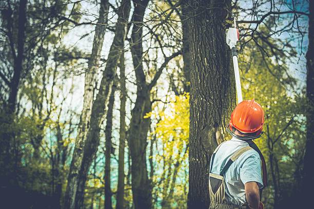 How Our Tree Care Process Works  in  Key Largo, FL