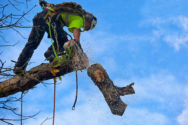 Best Hazardous Tree Removal  in Key Largo, FL